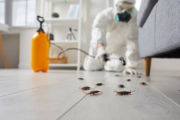 Post-Treatment Bed Bug Interceptor Monitoring in New Deal